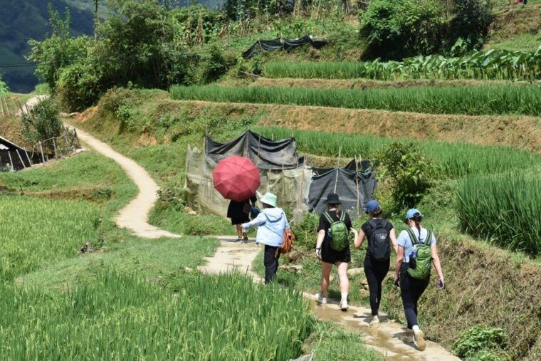 from-sapa-1-day-trekking-through-terraces-rice-fields