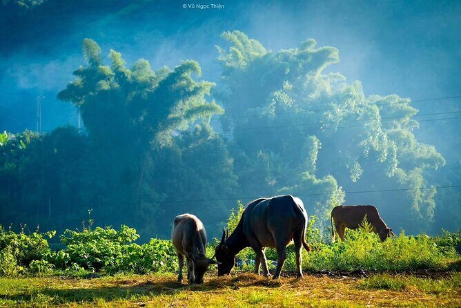 From Sapa: Trek through Stunning Rice Terraces, Ethnic Villages - Why This Tour Offers Great Value