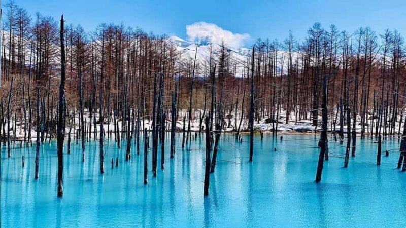 From Sapporo: Asahiyama Zoo, Waterfall & Blue Pond Tour - Practical Tips for Making the Most of This Tour