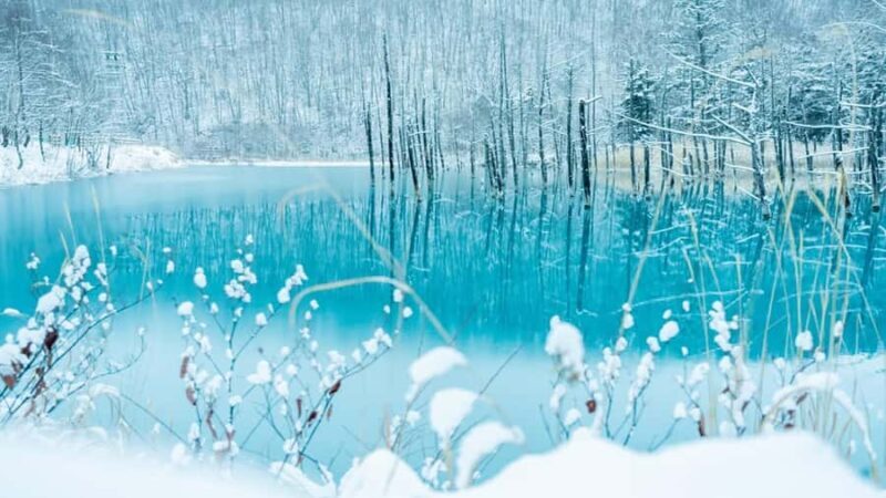 From Sapporo: Asahiyama Zoo, Waterfall & Blue Pond Tour - Who Would Love This Tour?