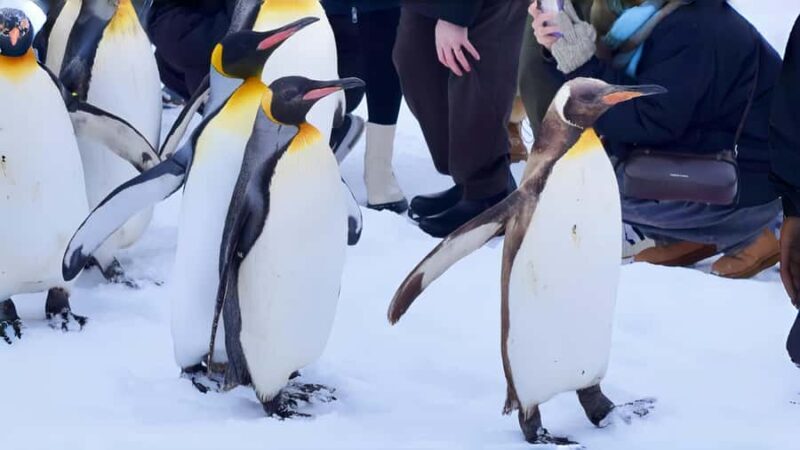 From Sapporo: Asahiyama Zoo, Waterfall & Blue Pond Tour - Final Thoughts