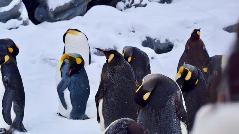 From Sapporo: Asahiyama Zoo, Waterfall & Blue Pond Tour - FAQ