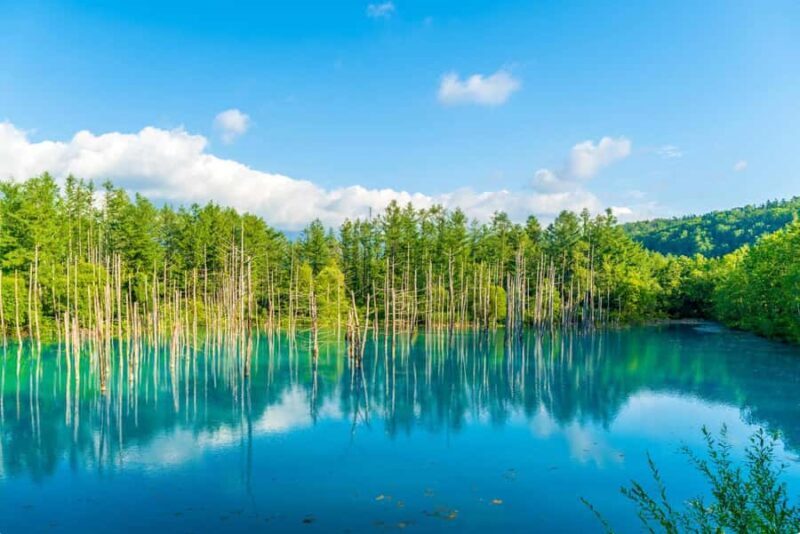 From Sapporo: Biei, Furano or Asahikawa Private Day Trip - FAQ: Practical Questions About the Tour