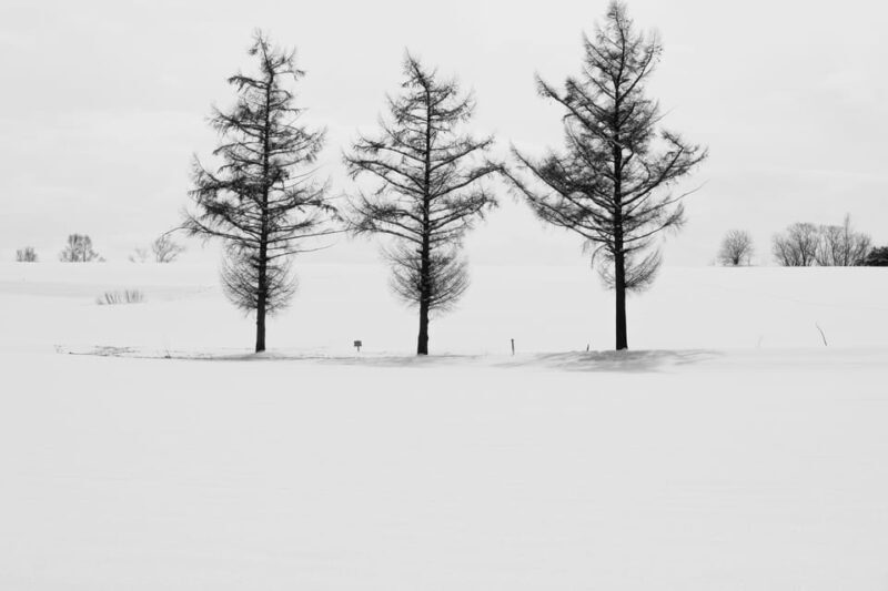 From Sapporo: Furano and Biei Vibrant Fields Tour - Key Points