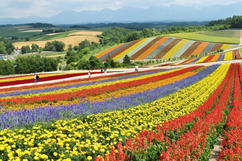 From Sapporo: Furano and Biei Vibrant Fields Tour - The Experience from Reviewers’ Perspectives
