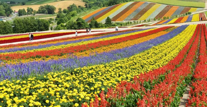 From Sapporo: Furano and Biei Vibrant Fields Tour - FAQ