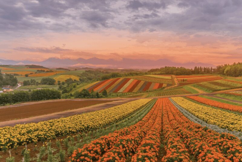 From Sapporo : Hokkaido Furano Tomita Farm Joiner Tour - Key Points