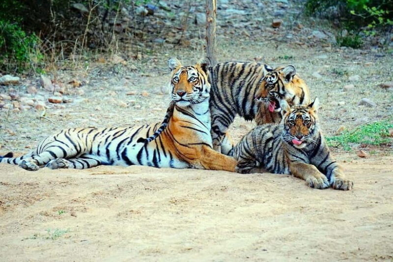 From Sariska: Official Tiger Safari in Open Jeep with Guide - FAQ