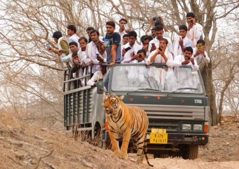 From Sawai Madhopur: Ranthambore National Park Jeep Safari - What is the Ranthambore National Park Jeep Safari from Sawai Madhopur?