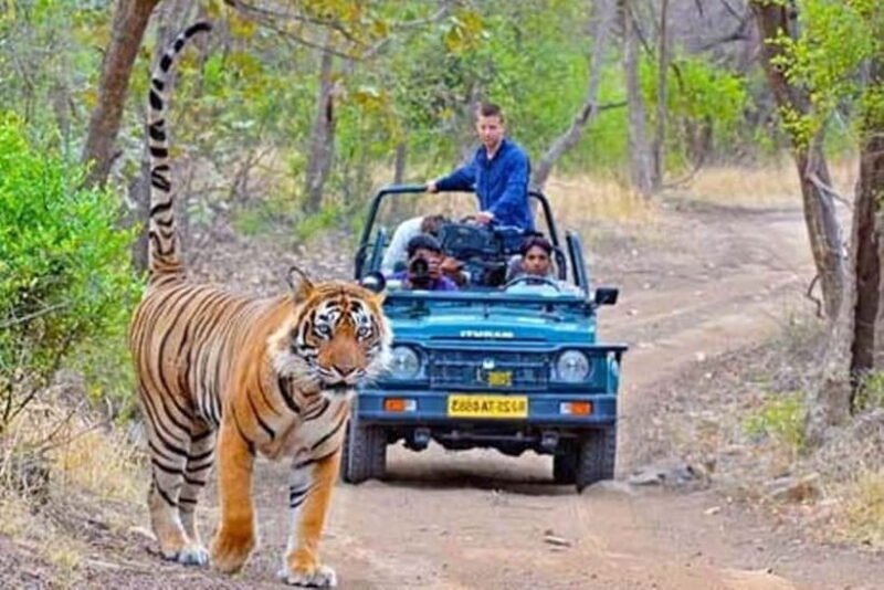 From Sawai Madhopur: Ranthambore National Park Jeep Safari - What is included and what isn’t?