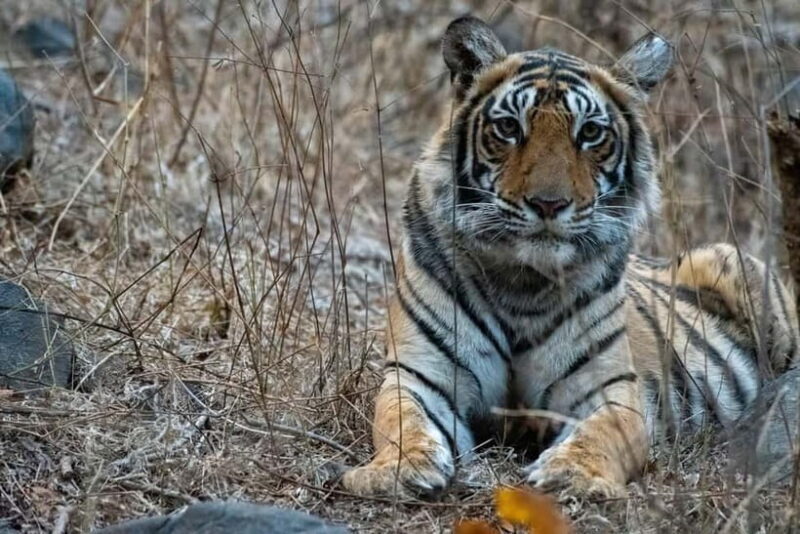 From Sawai Madhopur: Ranthambore National Park Jeep Safari - Who is this tour best suited for?