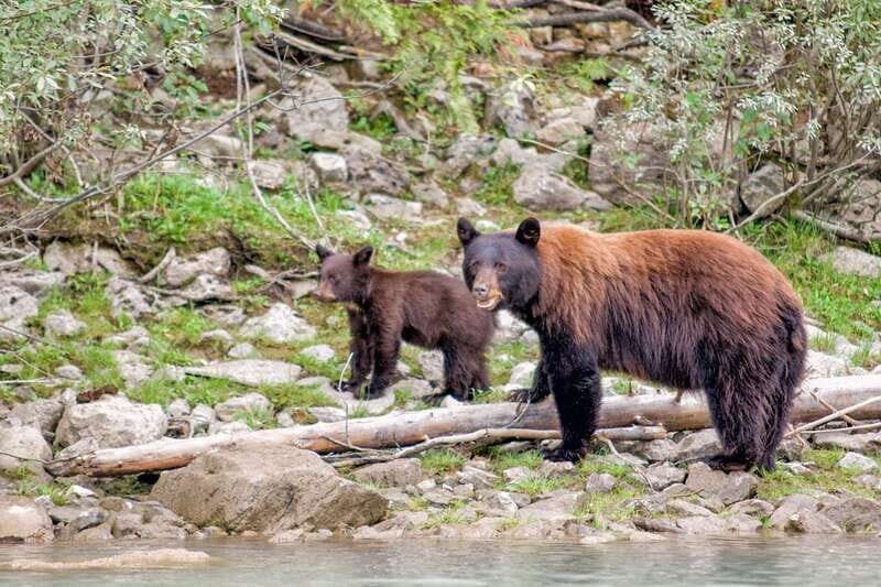 From Seattle: Canadian Rockies 7Day National Parks Tour - Key Points