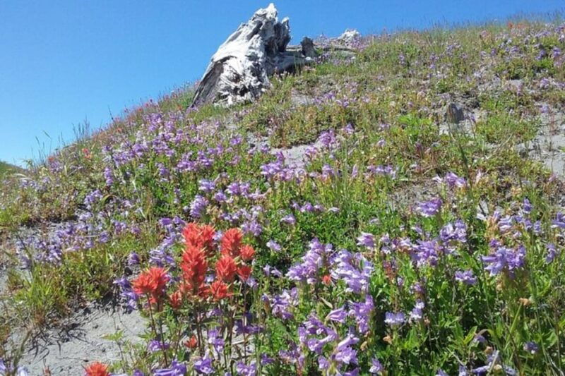 from-seattle-mount-saint-helens-monument-private-day-trip