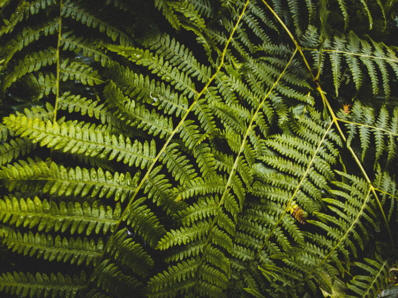 from-seattle-snoqualmie-twin-falls-and-ancient-forest-trip