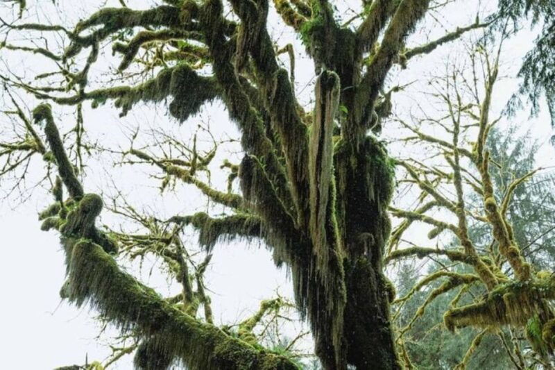 from-seattle-twilight-forks-washington-tour