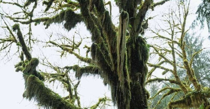 from-seattle-twilight-forks-washington-tour