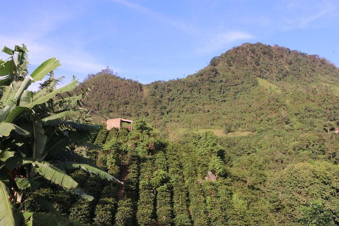 from-seed-to-cup-coffee-experience-at-la-palma-y-el-tucan