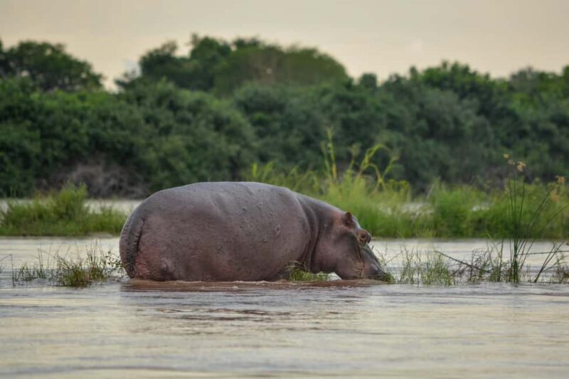 From Selous Game Reserve: Rufiji River Wildlife Boat Safari - Key Points  