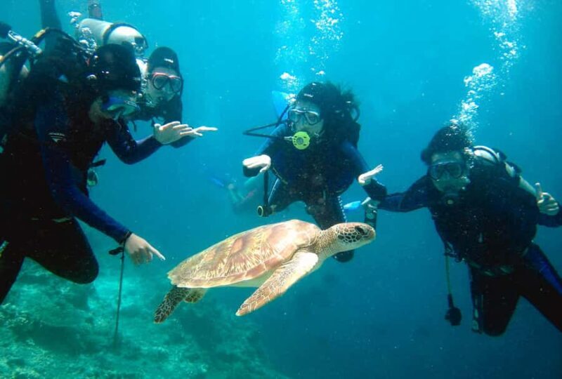 From Semporna: 3-Dive Leisure Underwater Diving Explorations - Key Points