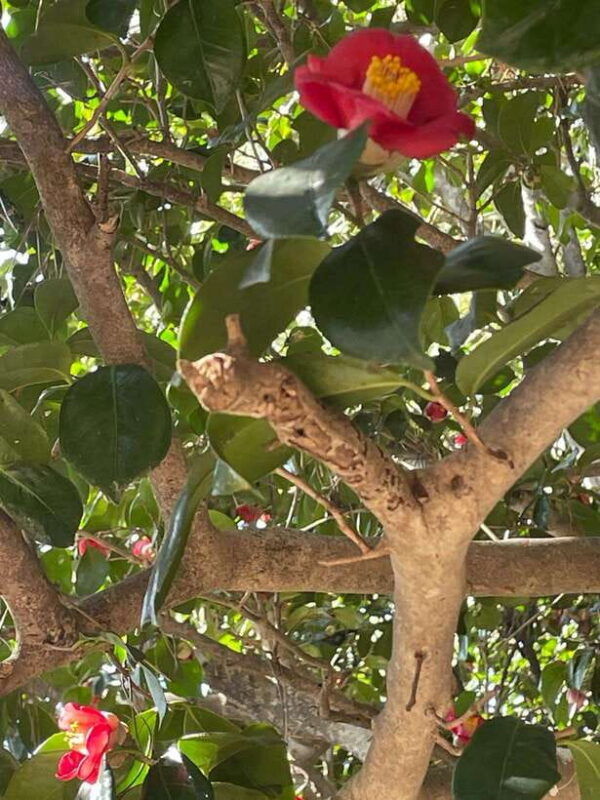 from-seoul-2-day-yeosu-and-suncheon-scenic-journey