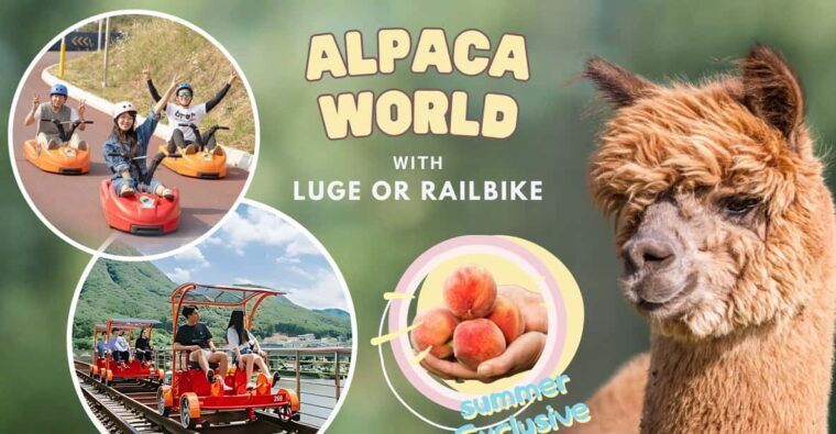 from-seoul-alpaca-farm-with-rail-bike-luge-racing