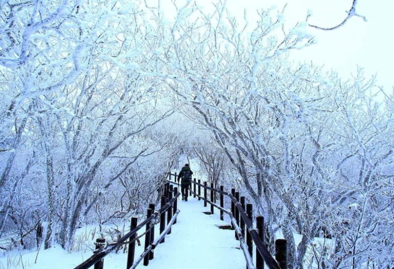 From Seoul: Balwangsan Cable Car and Daegwallyeong Ranch - Key Points