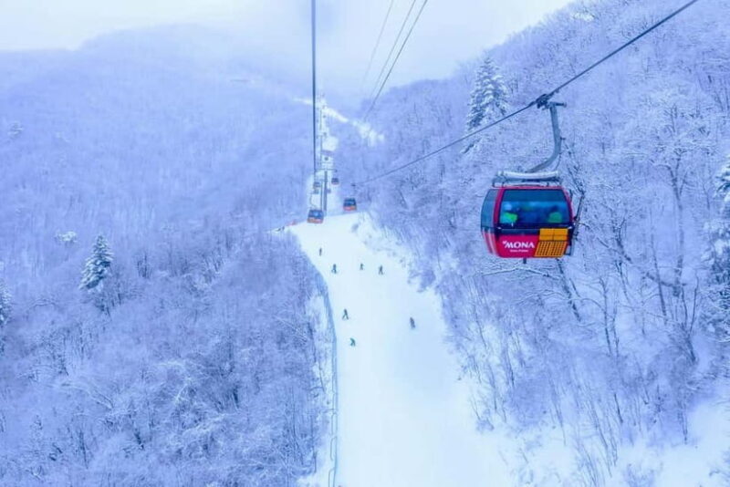 From Seoul: Balwangsan Cable Car and Daegwallyeong Ranch - Snow Blossom Trail and the Drama Connection