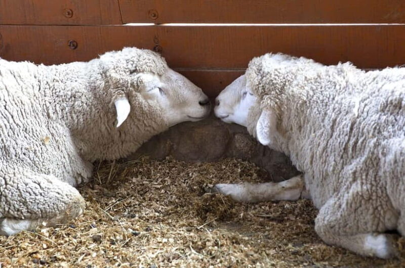 From Seoul: Balwangsan Cable Car and Daegwallyeong Ranch - Daegwallyeong Sheep Ranch – A Winter Farm Wonderland