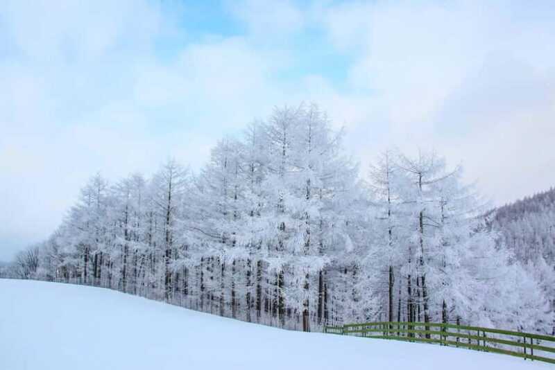 From Seoul: Balwangsan Cable Car and Daegwallyeong Ranch - Practical Details & Tour Logistics