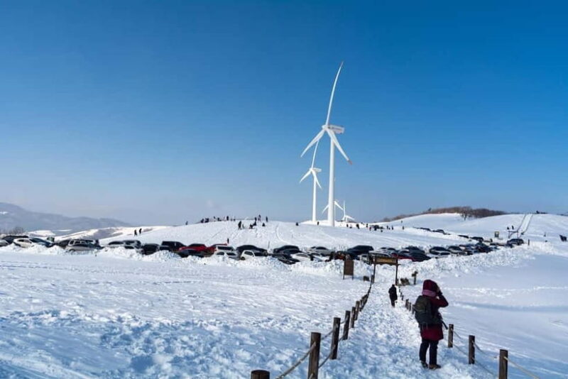 From Seoul: Balwangsan Cable Car and Daegwallyeong Ranch - The Value and Who This Tour Suits