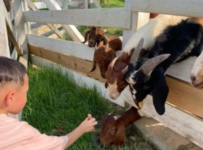 From Seoul: Begonia Bird Park, Rail Bike and Garden Tour - A Closer Look at the Tour Experience