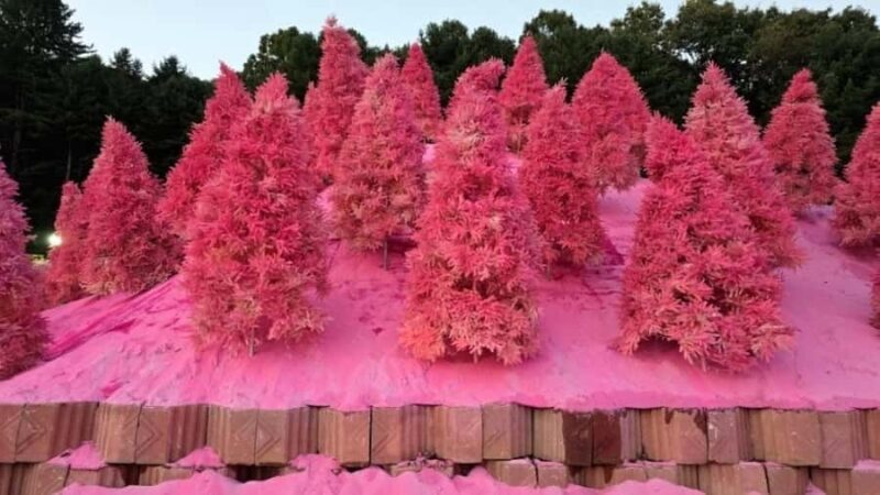 From Seoul: Full-Day Trip to Pocheon`s Nature Attractions - Key Points