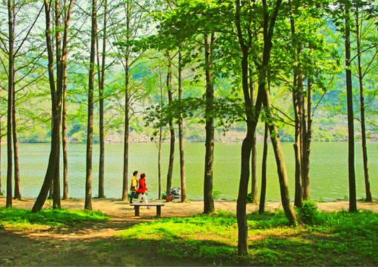 from-seoul-nami-island-korean-garden-rail-bike-day-trip