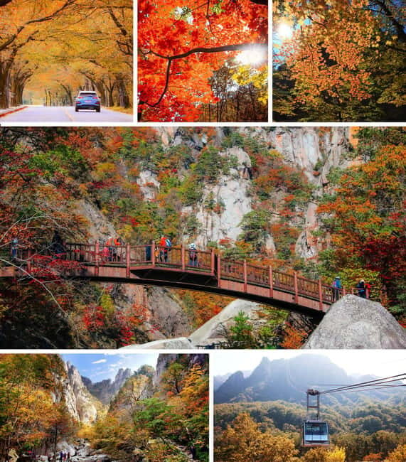 From Seoul: Seoraksan National Park and Nami Island Day Trip - Who Should Consider This Tour?