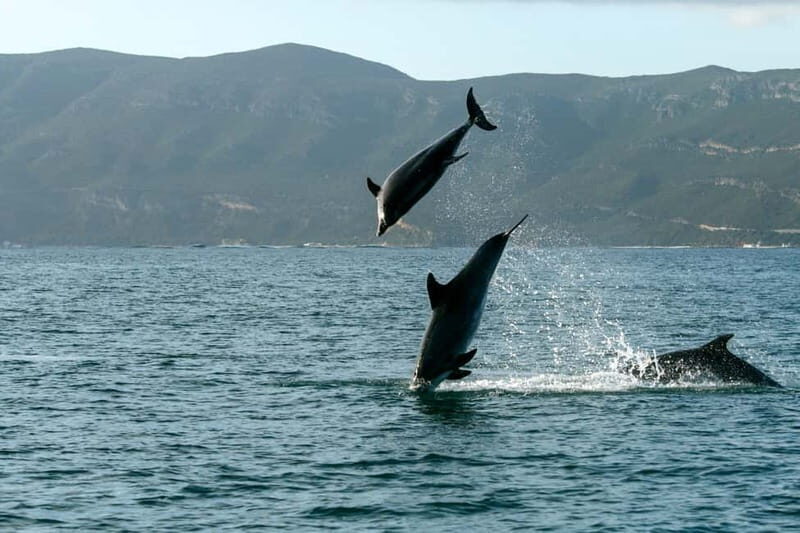 From Sesimbra: Arrábida Dolphin Watching Boat Tour - Price and Value