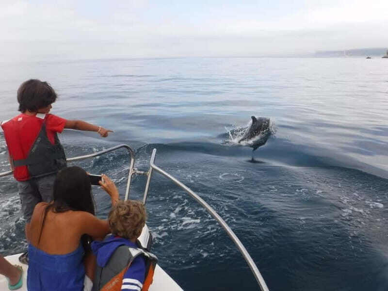 From Sesimbra: Arrábida Dolphin Watching Boat Tour - FAQs