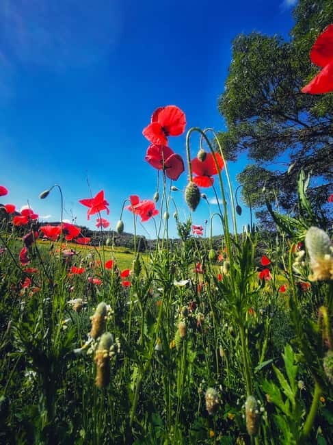 From Seville: Cerro del Hierro Private Hike with Picnic - Key Points  