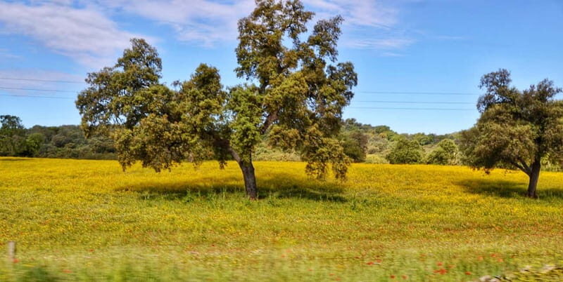 From Seville: Cerro del Hierro Private Hike with Picnic - Waterfalls, River Birth, and a Local Picnic  