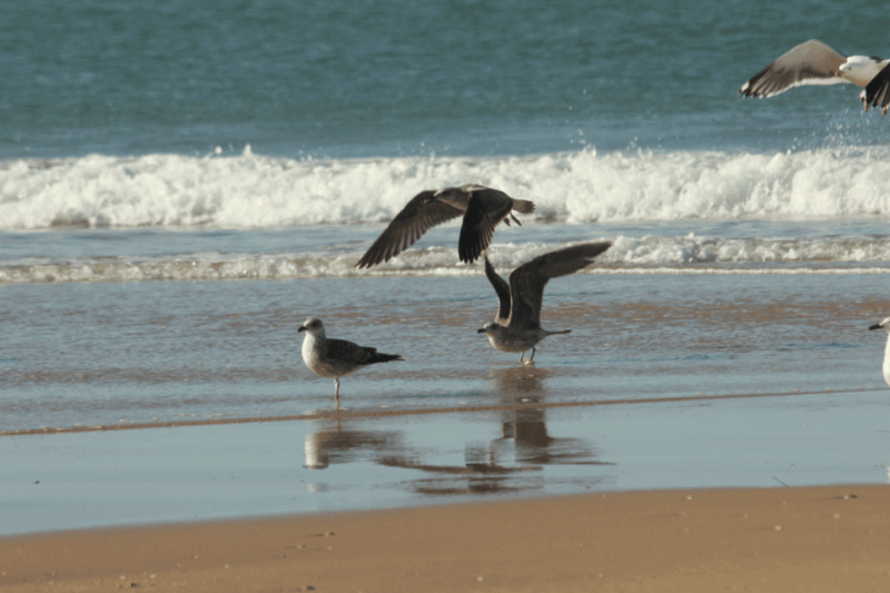 from-seville-donana-el-rocio-and-matalascanas-beach-tour