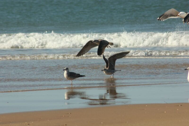 from-seville-donana-el-rocio-and-matalascanas-beach-tour
