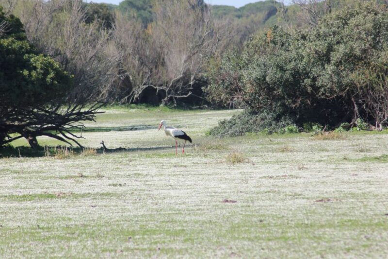 from-seville-donana-national-park-full-day-private-tour