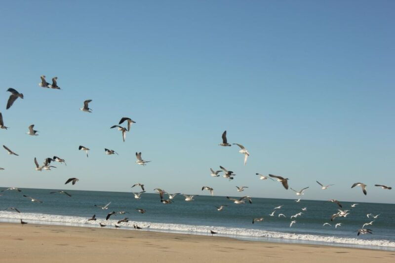 from-seville-donana-national-park-full-day-private-tour