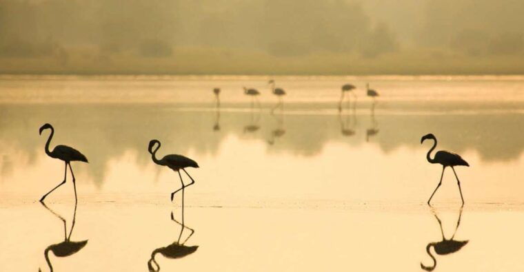 from-seville-donana-national-park-full-day-private-tour