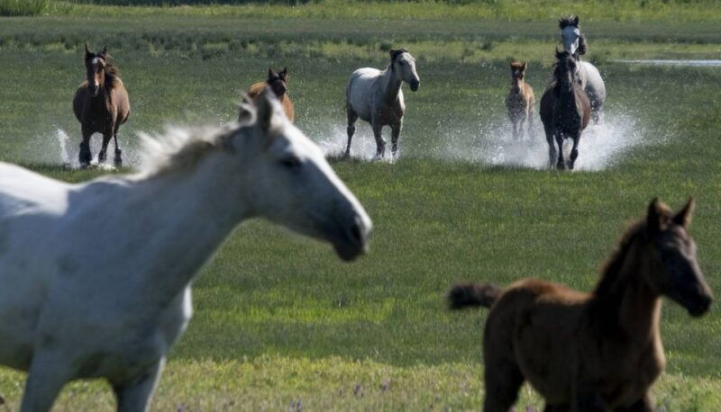 from-seville-donana-natural-park-el-rocio-and-matalascanas