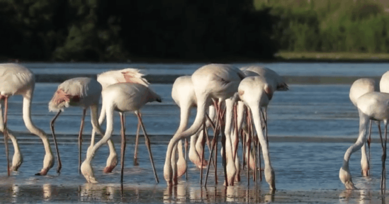 from-seville-donana-natural-park-el-rocio-and-matalascanas
