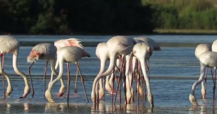 from-seville-donana-natural-park-el-rocio-and-matalascanas