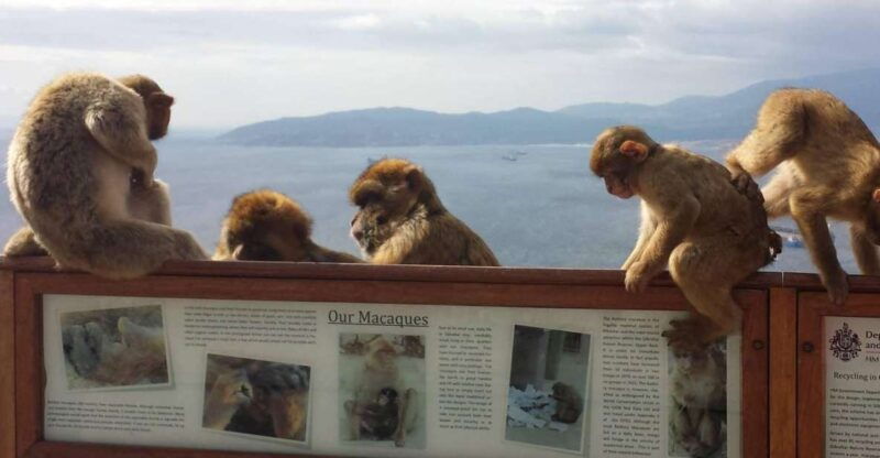 from-seville-full-day-private-tour-of-gibraltar