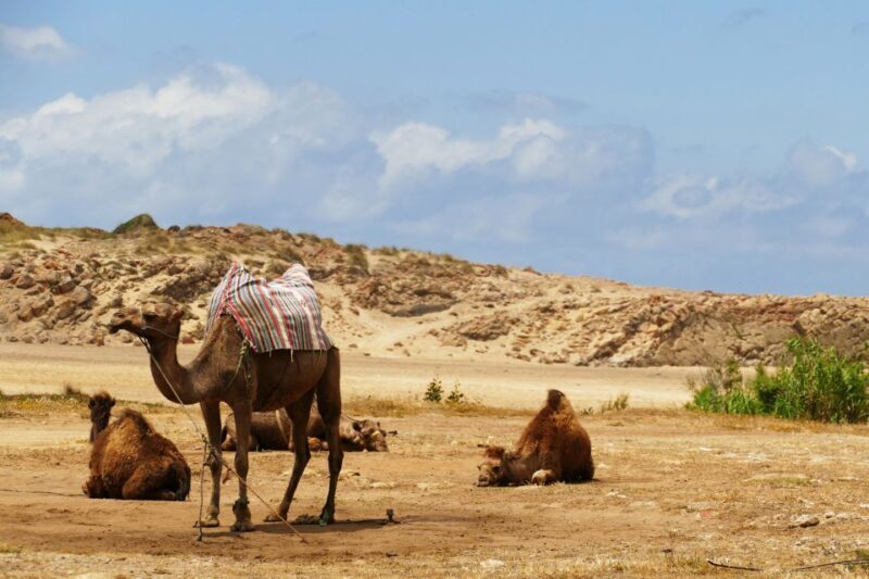From Seville: Full-Day Tour to Tangier - Who Is This Tour Best For?  