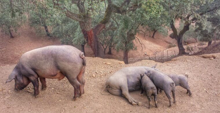 from-seville-iberian-ham-full-day-tour-to-aracena