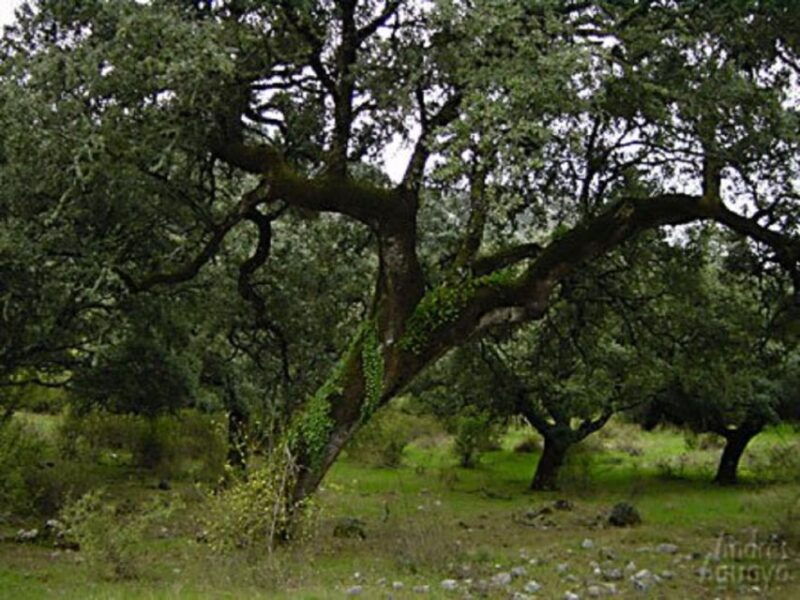 from-seville-private-day-trip-to-ronda-and-granada